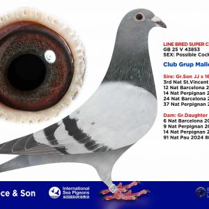 PALOMA Nº 06 – GB 25 V 43853 – “LINE BRED SUPER COUPLE JJ × 168”