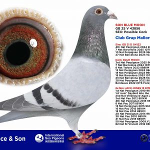 PALOMA Nº 03 – GB 25 V 43856 – “SON BLUE MOON”
