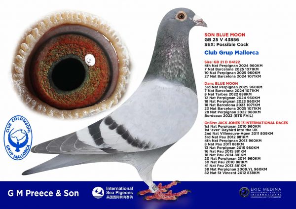 PALOMA Nº 03 – GB 25 V 43856 – “SON BLUE MOON”