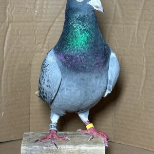 PALOMA Nº 01 - NL 25-1271550 M