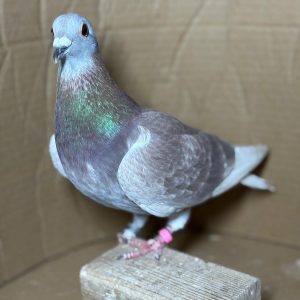 PALOMA Nº 02 - NL 25-1188579 V