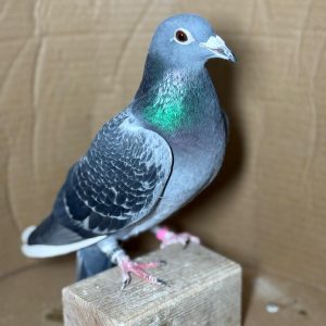 PALOMA Nº 04 - NL 25-1188589 V