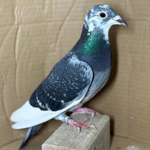 PALOMA Nº 05 - NL 25-1188700 V