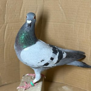 PALOMA Nº 06 - NL 25-1188573 M