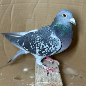 PALOMA Nº 07 - NL 25-1188576 M