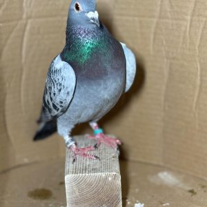 PALOMA Nº 08 - NL 25-1188594 M