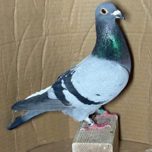 PALOMA Nº 09 - NL 25-1188574 M