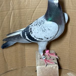 PALOMA Nº 10 - NL 25-1188590 V