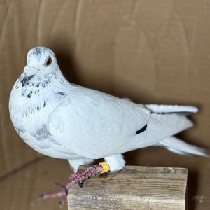 PALOMA Nº 11 - NL 25-1247991